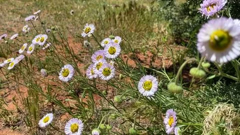 🌼 Summer Simplicity: Close-up of Tiny Daisies in a Sunlit Meadow Stock Photos