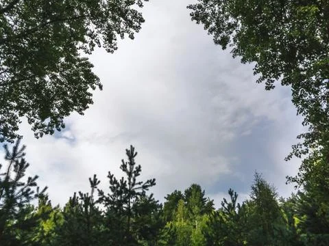 Summer sky with clouds in a frame of green foliage of trees. Natural backgrou Stock Photos