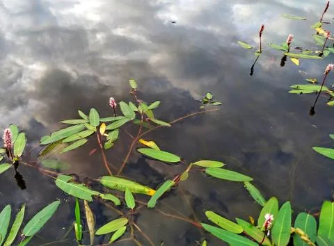 Summer sky with clouds reflected in a pond with water flowers Stock Photos