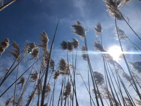 Summer Sky Stock Photos