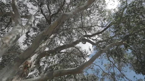 Summer sky track, looking up a tree Stock Footage 145927383