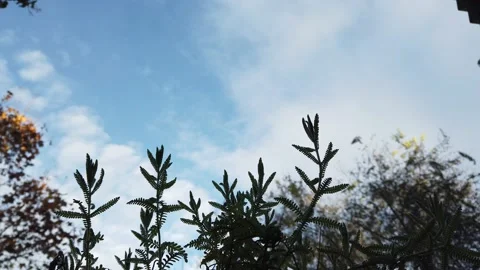 Summer sky view from under the tree Stock Footage 159993681