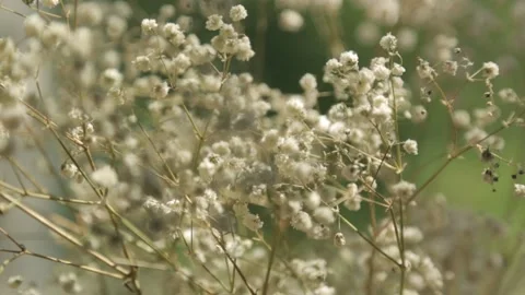Summer small flowers on the window. Baby's breath in macro photography. Stock Footage 111049243