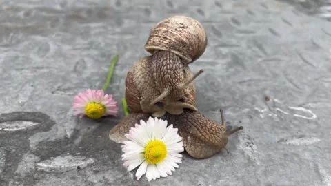 In the summer, snails pose in front of daisies in the countryside. Stock Footage 330363295