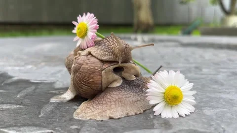 In the summer, snails pose in front of daisies in the countryside. Stock Footage 330363312