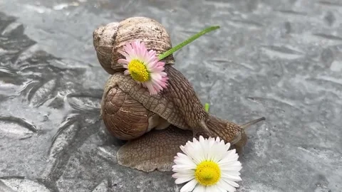 In the summer, snails pose in front of daisies in the countryside. Stock Footage 330363327