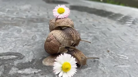 In the summer, snails pose in front of daisies in the countryside. Stock Footage 330363340
