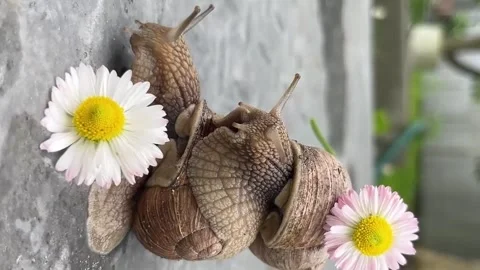 In the summer, snails pose in front of daisies in the countryside. Stock Footage 330363359