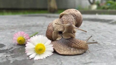 In the summer, snails pose in front of daisies in the countryside. Stock Footage 330363366