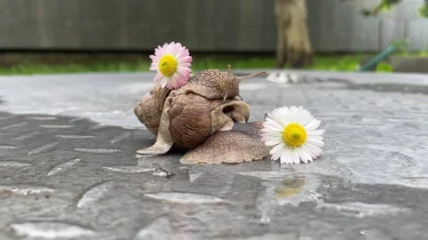 In the summer, snails pose in front of daisies in the countryside. Stock Footage 330363378