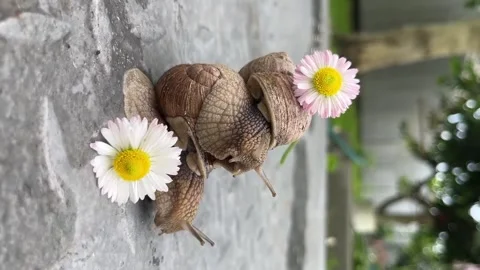 In the summer, snails pose in front of daisies in the countryside. Stock Footage 330363392