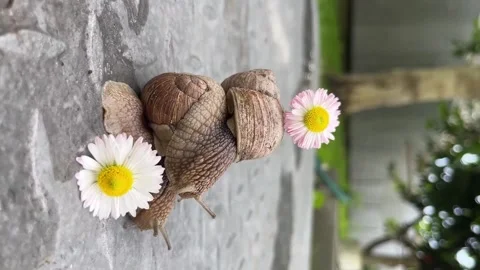 In the summer, snails pose in front of daisies in the countryside. Stock Footage 330363402