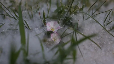 Summer snow Stock Footage 109547365