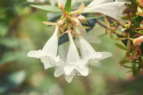Summer snowflake flowers Foto stock
