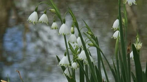 Summer snowflake - Summer giant snowflake - Leucojum aestivum  blooming 03i Stock Footage 10893388