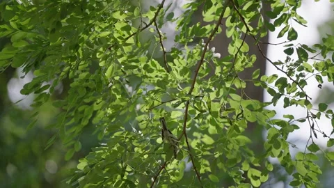 In summer, a sparrow hops along the tree branches. Vidéo 340321285