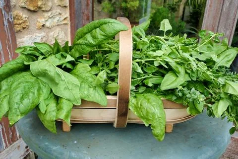 Summer Spinach. Stock Photos