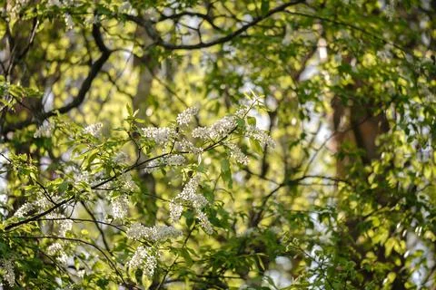 Summer spring background, Bird Cherry Tree in Blossom, white flowers of bird  Foto stock
