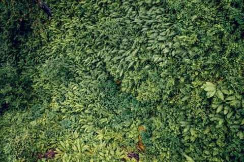 Summer Spring Green Background Texture Abstract forest nature fern leaf folia Stock Photos