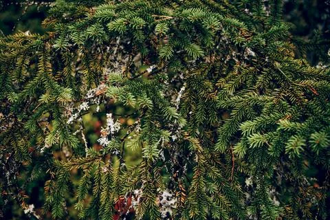 Summer Spring Green Background Texture nature forest Abstract branches with f Stock Photos