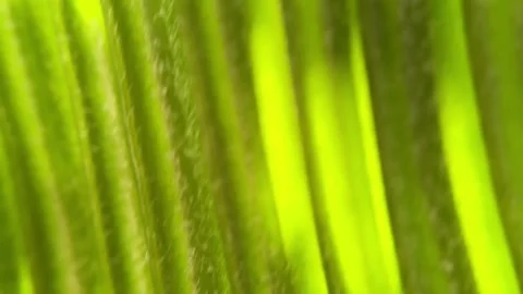 Summer Spring nature wallpaper Background green palm tree leaves with copy space Stock Footage 337630579