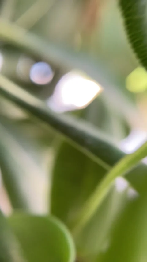 Summer Spring nature wallpaper Background green tree leaves copy space for text Stock Footage 337703541
