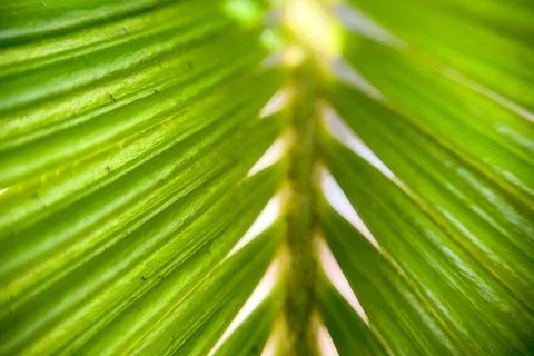 Summer Spring nature wallpaper Background green palm tree leaves with copy sp Stock Photos