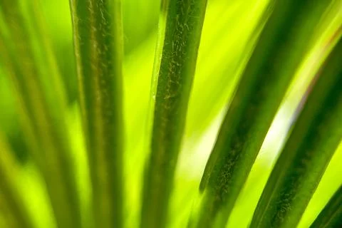 Summer Spring nature wallpaper Background green palm tree leaves with copy sp Stock Photos