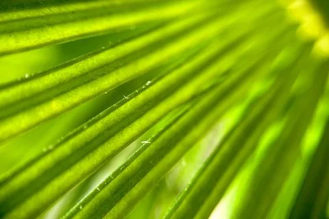 Summer Spring nature wallpaper Background green palm tree leaves with copy sp Stock Photos