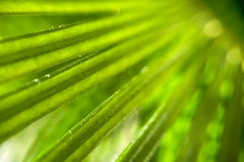 Summer Spring nature wallpaper Background green palm tree leaves with copy sp Stock Photos