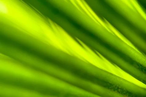 Summer Spring nature wallpaper Background green palm tree leaves with copy sp Stock Photos