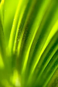 Summer Spring nature wallpaper Background green palm tree leaves with copy sp Stock Photos