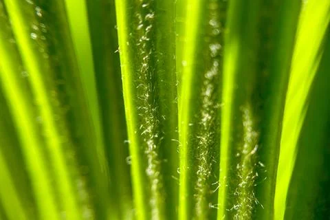 Summer Spring nature wallpaper Background green palm tree leaves with copy sp Stock Photos