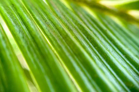 Summer Spring nature wallpaper Background green palm tree leaves with copy sp Stock Photos