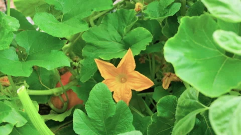 Summer Squash Blossom Growing in Vegetable Garden Zoom In Stock Footage 341884364