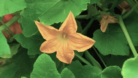 Summer Squash Blossom Growing in Vegetable Garden Stock Footage 341885486