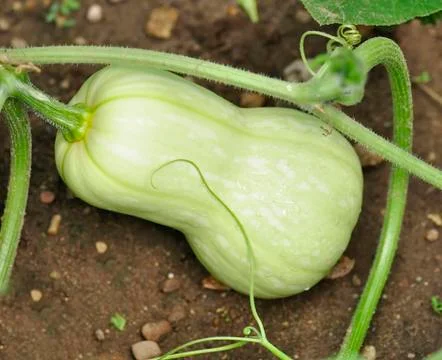 Summer squash Stock Photos