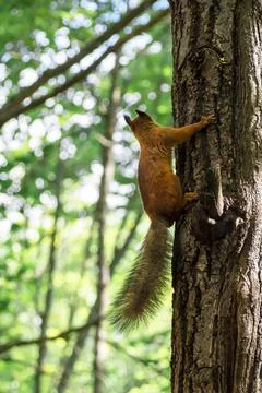 Summer squirrel Stock Photos