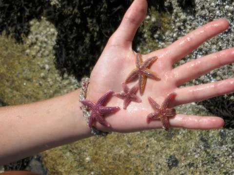 Summer Starfish Stock Photos