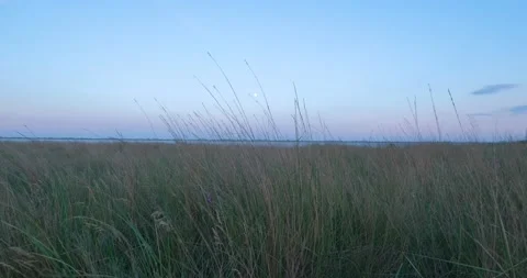 Summer steppe Stock Footage 139132302