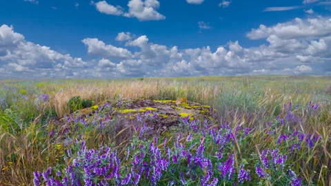 Summer steppe scene, time lapse scene Stock Footage 169245958