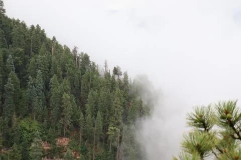 A summer storm cloud, swallowing the trees along a mountain. Stock-Fotos