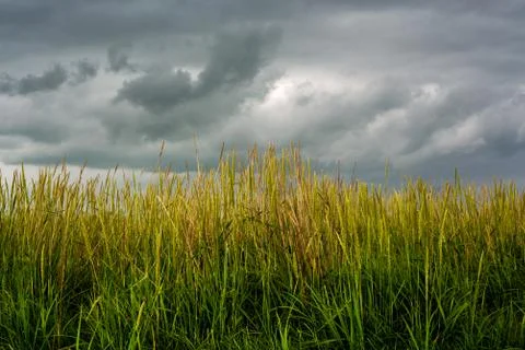 Summer Storm Clouds Over Field Stock Photos