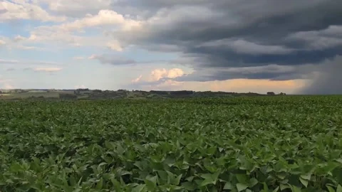 Summer storm coming over a large soy plantation in Brazil-10 Stock Footage 130931934