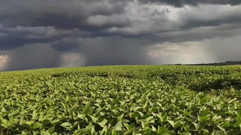 Summer storm coming over a large soy plantation in Brazil-6 Stock Footage 130931949