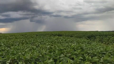Summer storm coming over a large soy plantation in Brazil-12 Stock Footage 130932094