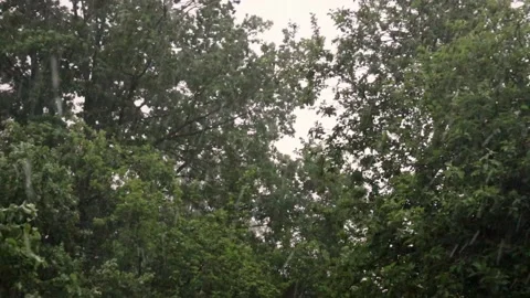 Summer storm with hail Wind and rain shake trees Stock Footage 161727047