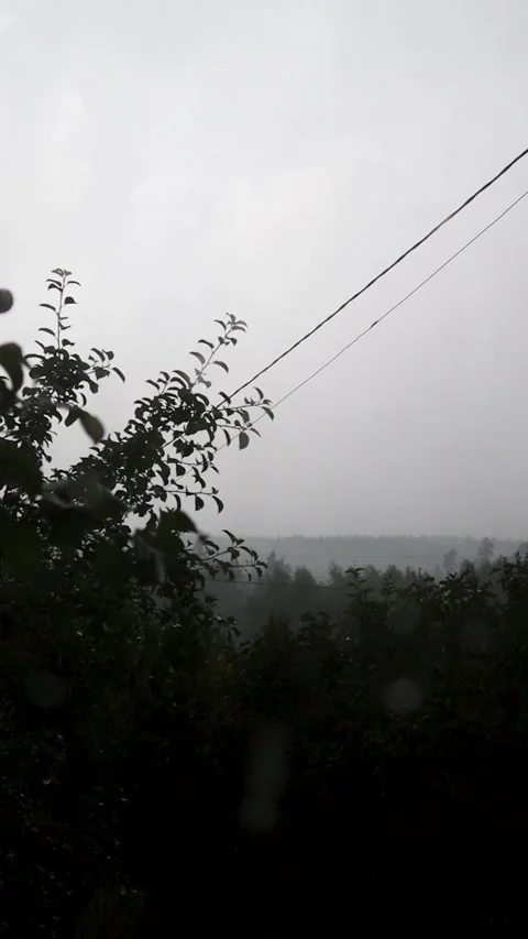 Summer storm rain panorama in the windy forest Video stock 247653342
