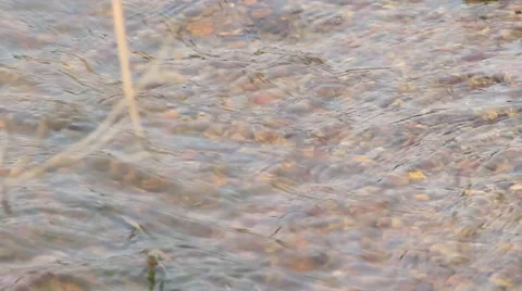 Summer Stream Stock Footage 42270751