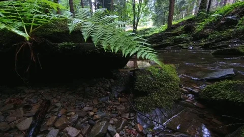 Summer stream Stock Footage 112337778